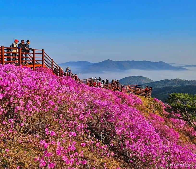 Azaleas on Goryeosan Mountain